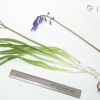 Spanish Bluebell